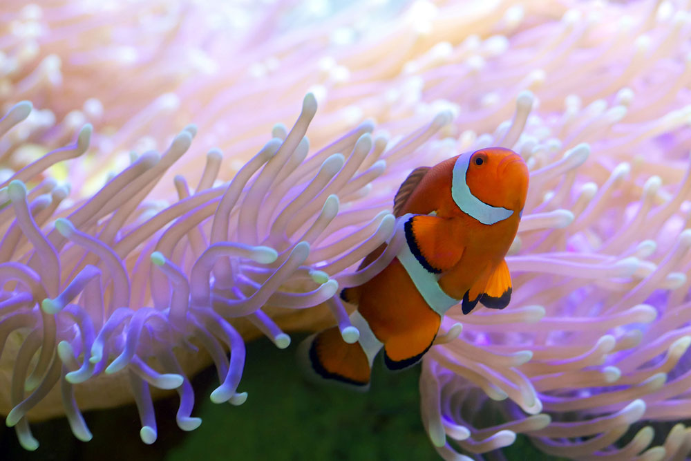 Rettet das Great Barrier Reef!