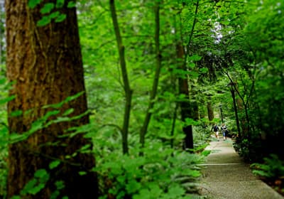Studieren im Wald: Der Capilano Campus könnte auch eine Ferienanlage sein. Campusgelände der Capilano University