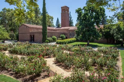 Rosengarten an der CSU Chico Campus der Chico State