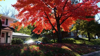 Im Herbst erstrahlt Fredericton in den herrlichsten Farben. Wohngegend in Fredericton (Kanada)