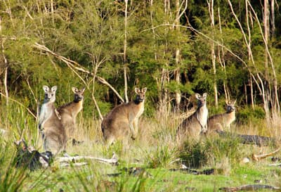 Auch die tierischen Bewohner Australiens können Studierende während eines Studiums an der RMIT University entdecken. Bildbeschreibung hier eingeben