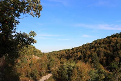 Kanada ist bekannt für seine weitläufigen Landschaften. Wald