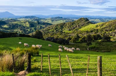 Diese Schafe in Neuseeland genießen saftig grünes Gras auf einer Weide. Schafe auf einer Weise in Neuseeland