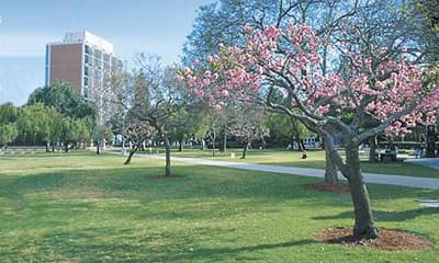 Grünflächen laden an der CSULB zum Relaxen ein. Campus der California State University Long Beach