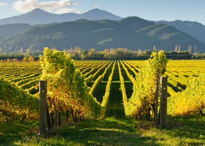 Weltberühmt für ihre Qualitätsweine: die Marlborough Weinregion Weinfelder vor spektakulärer Berglandschaft
