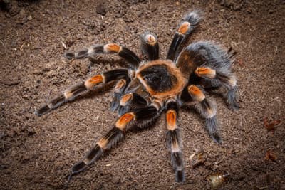 Nahaufnahme einer Spinne
