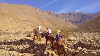 Im Elqui-Tal wird das chilenische Nationalgetränk Pisco hergestellt Ausritt durch die Wüstenberge von Pisco Elqui
