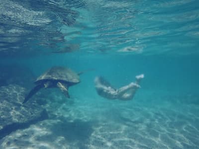 Hawaiis Natur ist atemberaubend. Eine Frau taucht mit einer Riesenschildkröte vor einem Riff.
