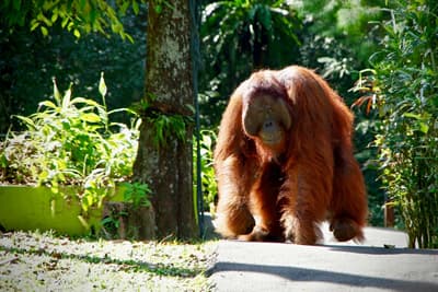 Kuching als Tor zum Urwald Ein Orang-Utan im Dschungle