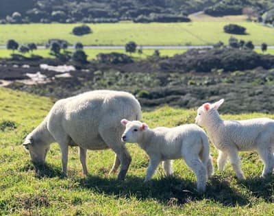 Wahnsinnig niedlich und irgendwie typisch Neuseeland: Eine ganze Herde kleiner Schäfchen zwei kleine Schäfchen mit Mutterschaf auf einer Wiese