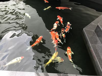 Die JCUS hat sogar eigene Koi-Karpfen Ein Fischbecken mit mehrern Koi-Karpfen