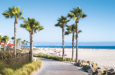Vier Palmen am Strand