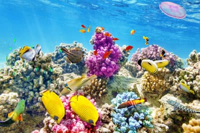 Das australische Naturwunder schwebt in Gefahr! Bunte Korallen im Great Barrier Reef
