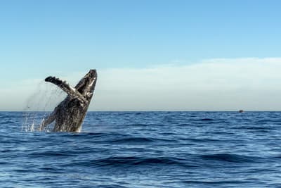 Den Giganten ganz nahe Ein riesiger Wal springt aus dem Meer
