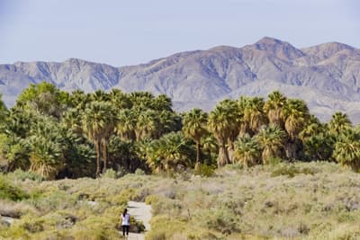 Wandern im Coachella Valley Eine junge Frau wandert in einen Palmenwald, im Hintergrund sieht man Berge