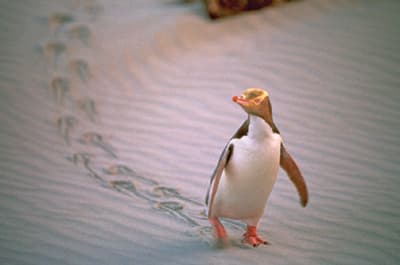 Tägliche Strandbesucher: Dunedins wilde Pinguine Ein Gelbaugenpinguin am Strand