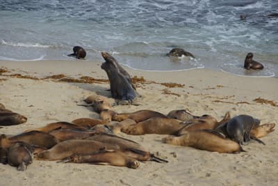 Nicht nur die Studenten wissen, wie man sich am Strand entspannen kann! Robben am La Jolla Beach