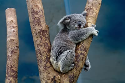 Natürlich dürfen im Auslandssemester in Down Under die Koalas nicht fehlen! Koala auf einem Baum