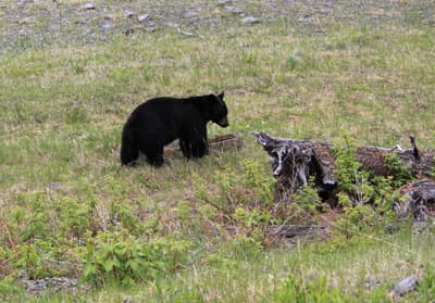 Schwarzbären gibt es um Vancouver überall! Ein niedlicher Schwarzbär betrachtet einen Baumstumpf.