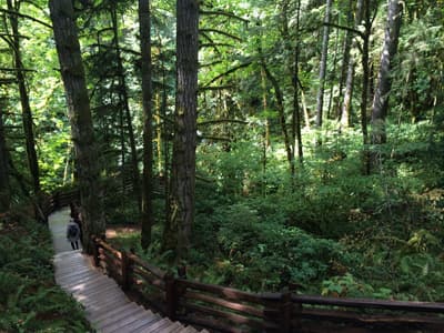 Der Wald nahe des Campus gehört zu Marthas Lieblingsorten Waldweg am Campus des Green River Colleges