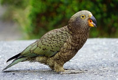 Unbeliebter Nachbar: Der Kea ist ein echter Rowdy! Der Kea ist ein grünlich gefiederter Bergpapagei auf der neuseeländischen Südinsel