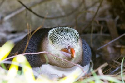 Neuseeländischer Waldbewohner Ein Gelbaugenpinguin mit geschlossenen Augen