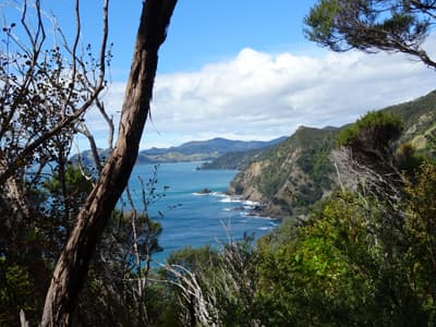 Einfach wunderschön! Blick durchs Dickicht auf die Küstenlinie von Coromandel Island