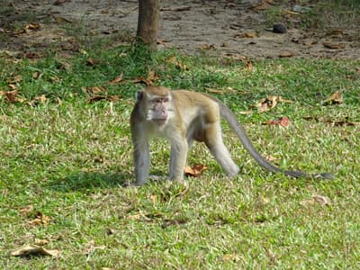 Die Nationalparks sind nicht nur für Tierfreunde eine Reise wert! Makake im Bako Nationalpark