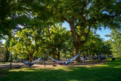 Lieblingsort der Aggies. Der Quad Hängematten im grünen Quad der UC Davis