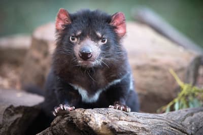 Ein Kennenlernen mit dem bekanntesten Tier Tasmaniens darf nicht fehlen! Aufnahme eines Tasmanischen Teufels