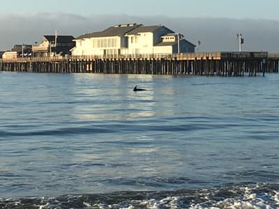 Morgens am Strand Die Wharf vom Strand aus gesehen. Aus dem Wasser scheint die Flosse eines Delphins hervor