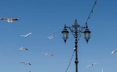 Auf nach Portsmouth Laterne mit Lichterkette und vorbeiziehenden Möwen