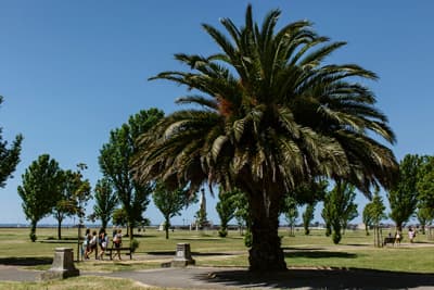Southsea Common Parklandschaft mit großer Palme im Vordergrund