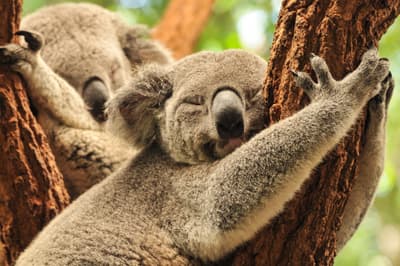 Erlebe die unvergleichliche Natur- und Tierwelt von Northern Queensland! Zwei schlafende Koalas auf einem Baum