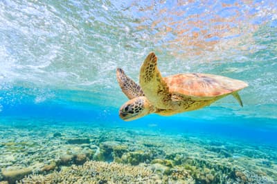Studiere an einer der weltweit besten Universitäten im Bereich der Meeres- und Süßwasserbiologie. Unterwasseraufnahme einer Schildkröte