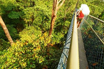 Entdecke die grünen Ecken Singapurs Natur in Singapur