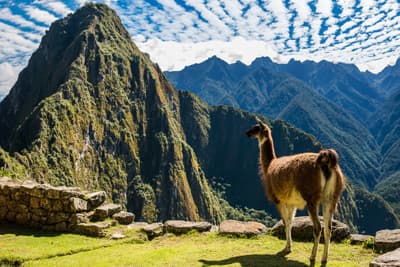 Die Ruinenstadt Machu Picchu in den Anden (Peru) Lama vor der Kulisse des Machu Picchu (Peru)