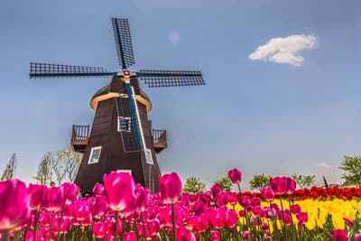 Zwei nationale Symbole der Niederlande: Windmühle und Tulpenfeld Windmuehle im Tulpenfeld in den Niederlanden
